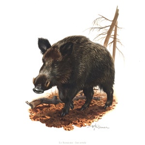 1974 Wild Pig Swine Boar vintage illustration, Animal Art Print, Wild animal, Biological illustration Art Nature painting