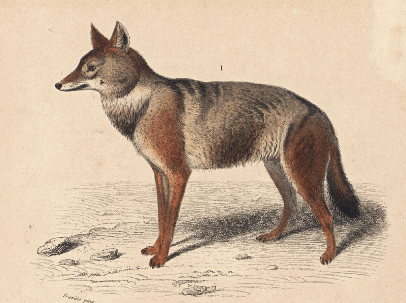 1861 Antique Coyote Lithograph by Orbigny French Naturalist - Etsy