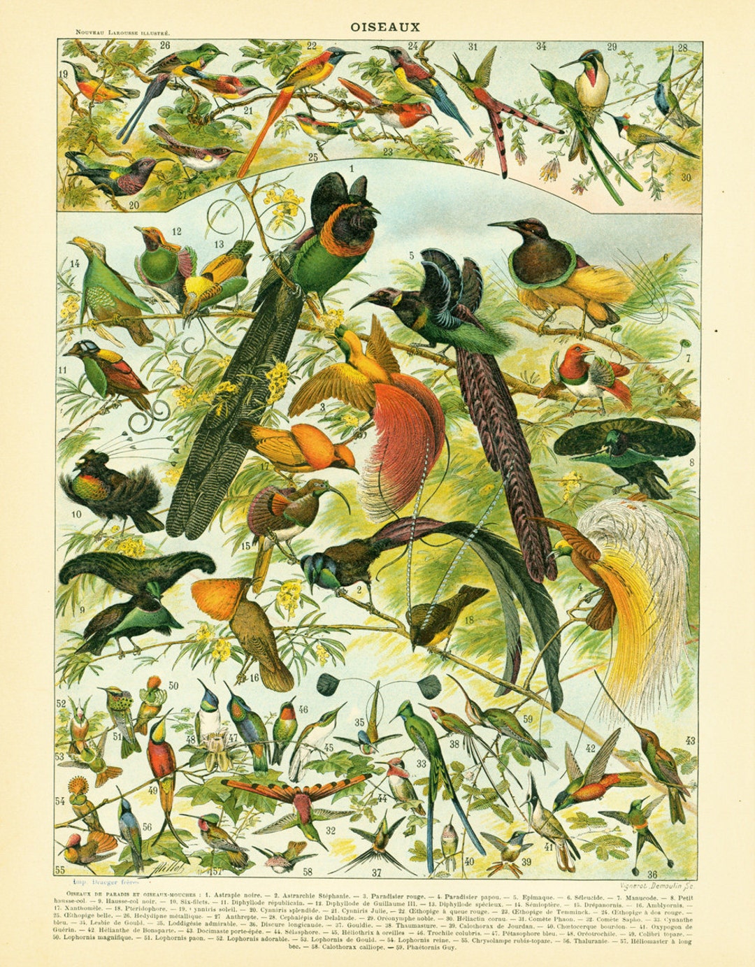 1897 Large Size Bird Antique Print, Two Sides Printed