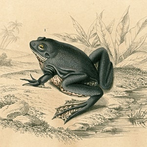 1861 Frog Toad, Original Antique zoological Print by Orbigny, Pipa Americana, Natural History, Blue frog, Batracian species