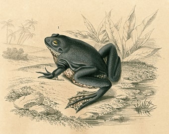 1861 Frog Toad, Original Antique zoological Print by Orbigny, Pipa Americana, Natural History, Blue frog, Batracian species