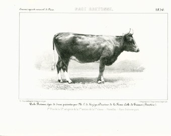 1856 Breton Dairy Cattle Breed Antique Cow Print Farming Cow  breeds identification chart French vintage. illustration Farm Decor