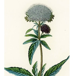 1831 Hemp-agrimony Holy Rope Eupatorium cannabinum Antique Print Plant Natural History Botanical Botany Wall Art framing Home decor