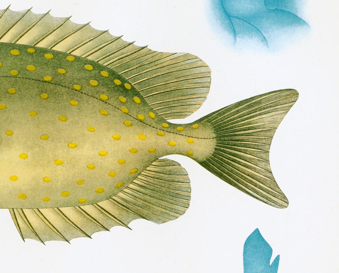 1932 Sigan Siganus Picot Gravure Originale. Poisson Tropical ...