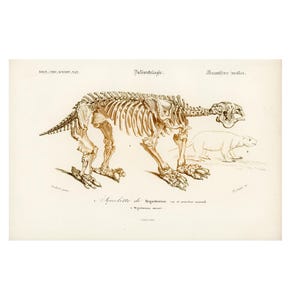 1861 Megatherium-Skelett, fossile Säugetiere, Original-Sepia-Platte, Orbigny, Paläontologie, Sammlung, Lebens- und Geowissenschaften