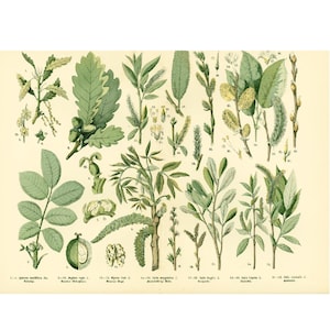 1885 Walnuss Eichel Eiche Pappel Salix Weide Kätzchen Blume Blatt Obst alte botanische Platte