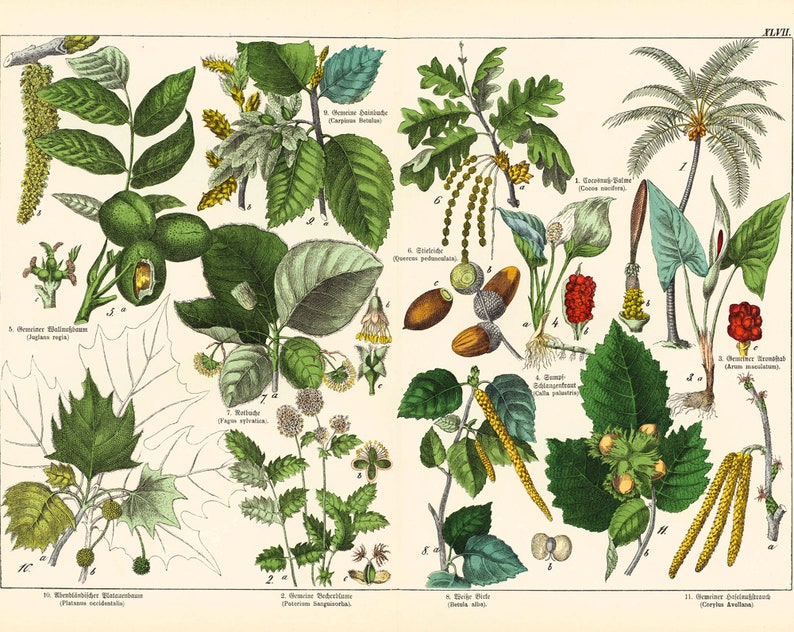 Fruit Tree Identification Chart