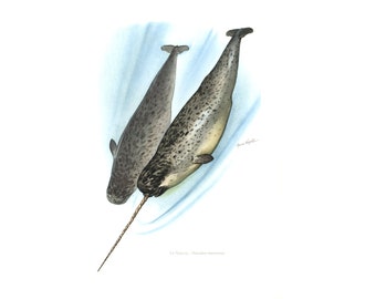 1974 Narwhal vintage illustration, Animal Art Print, Whales painting