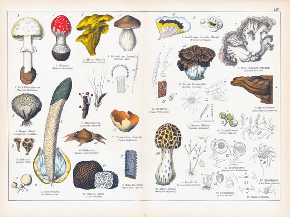 Mycology Identification Chart