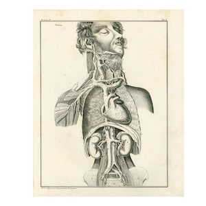 May include: A black and white anatomical illustration of the human circulatory system. The image shows the heart, lungs, kidneys, and major blood vessels. The image is from a vintage medical textbook.