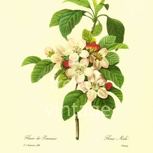 Apple Blossom LARGE SIZE French Botanical Print REDOUTE Wall Art To Frame home decor