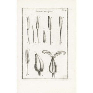 1797 Blommans anatomi: Foder, stigma, stil, ståndarknapp, pistill, äggstock. Originalgravyr. Botaniska element. Tournefort. Växtfysiologi.