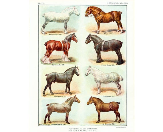 Horse Breed Chart