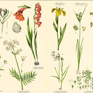 1869 Valeriane officinale Crocus glaieul Iris Cyperus scirpus Heilpflanzenkennzeichnung Original botanischer Teller