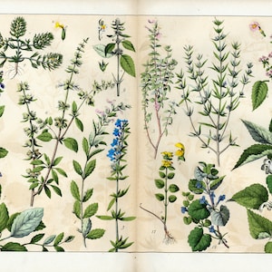 1869 Hysope officinale Les labiées Lamiacées Basilic Planche Ancienne Plante Médicinale Affiche Botanique 150 ans d&#39;âge.