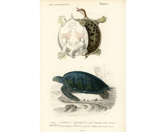 1861 Reptiles Tortoises Terrapin, Blue Sea Turtle  by Ch. Orbigny, Original Hand painted antique print, River Wild life Ocean life