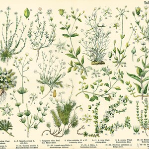 1885 Spergula sagina Spergule Sagine Mosses Pflanzenposter Altes botanisches Poster