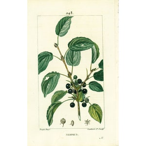 1831 Buckthorn Rhamnus Plant Antique Prints Botanical Wall Art To Frame
