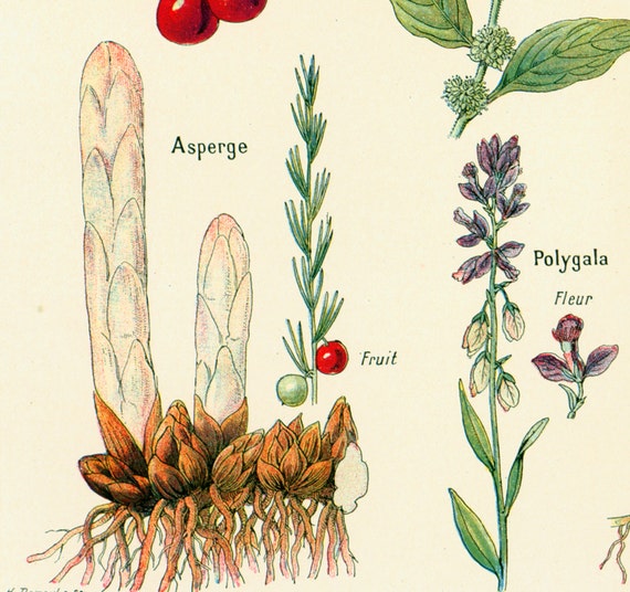1897 Sudorific & Diuretic Plants, Medicinal Plants Antique Print,  Herborist, Herbal, Larousse Medical French Vintage 105 YEARS OLD - Etsy