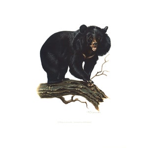 1974 Brown Bear vintage illustration, Bear Art Print, Wild animal, painting