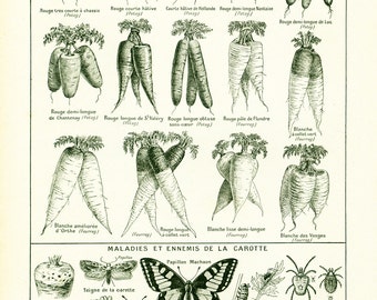 1922 Antique Print of Carrots Cultivar, Fly, Butterfly, Insect, Caterpillar, illustration Larousse