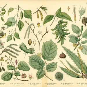 1885 Haselnusskastanie Haselnusskastanie Birke Buche Kätzchen Blume Blatt Frucht Alte Botanische Tafel