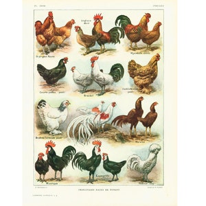 Razas de pollos antiguas de 1922. Lámina ilustrada de avicultura de Larousse. Ilustración de animales de granja. Lámina original.