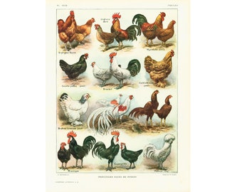 1922 Antique Rooster Print. Original Hen Lithograph. Farm Animals Print. Antique poultry illustration. Larousse Encyclopedia