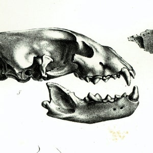 1853 Skull Antique Carnivora Mammals Fossil Skeleton XL print. Paleontology wall art. SCIART. 1800s Natural History 19th century.