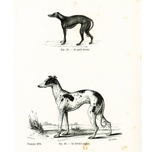 1867 Antique Greyhound Dog Print. Vintage Greyhound Lithograph. Dog Wolf wall art home decor.