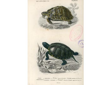 1861 Tortoises, Blue Turtle, Reptiles, by Ch. Orbigny Original Antique Print, River Wildlife, Hand colored lithograph
