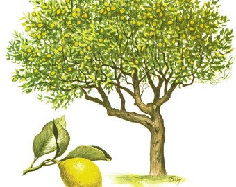 1967 Lemon Tree Print Vintage Botanical Illustration Wall Art Home Decor