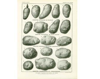 1922 Vintage Potatoes print, Antique Potato Print, Vegetables, Original Larousse illustration, Farmhouse decor, Rustic style