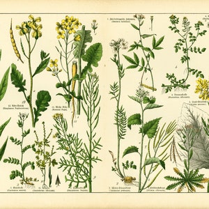 1869 Brassicaceae Cruciferae cabbage cress Brassica rapa family Flower Chart Herbs Herbalism Medicinal Plants Antique Botanical Chart print image 1