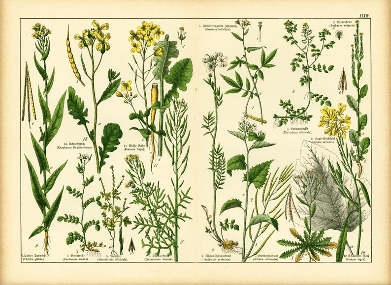 1869 Brassicaceae Cruciferae cabbage cress Brassica rapa family Flower Chart Herbs Herbalism Medicinal Plants Antique Botanical Chart print image 1