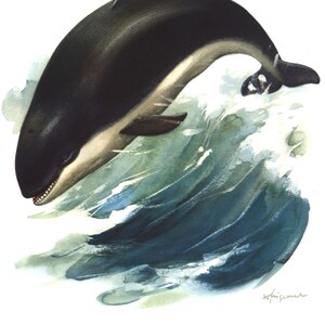 May include: A watercolor painting of a black and white porpoise leaping out of the water. The porpoise is in mid-air, with its head and tail above the water. The water is a light blue and green color, and there are white splashes of water around the porpoise.