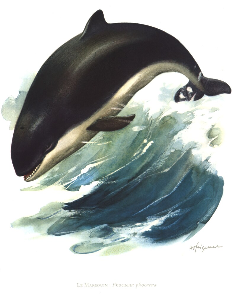 May include: A watercolor painting of a black and white porpoise leaping out of the water. The porpoise is in mid-air, with its head and tail above the water. The water is a light blue and green color, and there are white splashes of water around the porpoise.