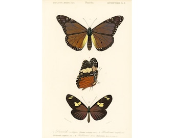 1861 Butterfly Danaus Monarch antique engraving, Hand colored original antique print,  Heliconius lithograph, Gift for butterfly lover