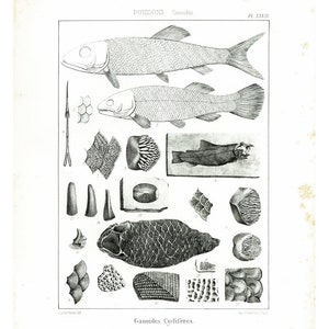 1853 Antique Fossil Fishes XL print. Trout, Pickerel, Eel Paleontology wall art. 1800s Natural History 19th century.