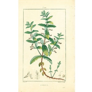 1814  Antique Wall Germander Print Plant Natural History Botanical Botany Wall Art framing Home decor
