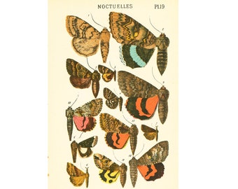 1932 Catocala Underwings moths Natural History Antique Entomology Print Chart Wall Art