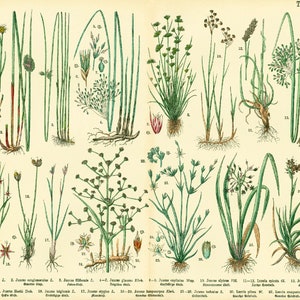 1885 Juncus Bulrushes Old Board Cartel botánico Póster