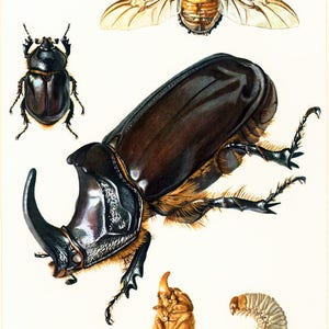 1960 Vintage Rhinoceros Beetle Oryctes nasicornis Print. Coleoptera Illustration. Insect Print. Entomology. Natural History. Science. image 3
