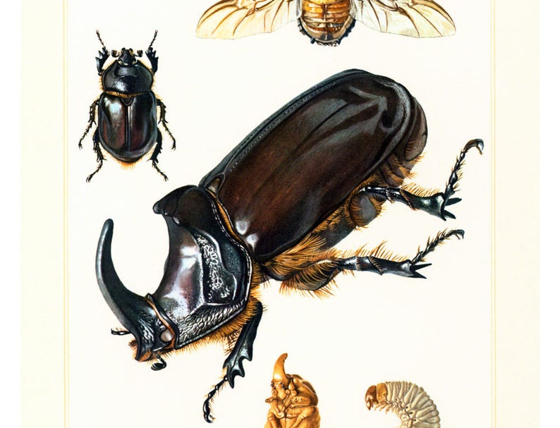 1960 Vintage Rhinoceros Beetle Oryctes nasicornis Print. Coleoptera Illustration. Insect Print. Entomology. Natural History. Science. image 3