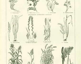 1922 Antique Grass Forage Print Cattle Feeding Clovers Prairies Herbaceous Weed Ray Grass Corn Larousse.