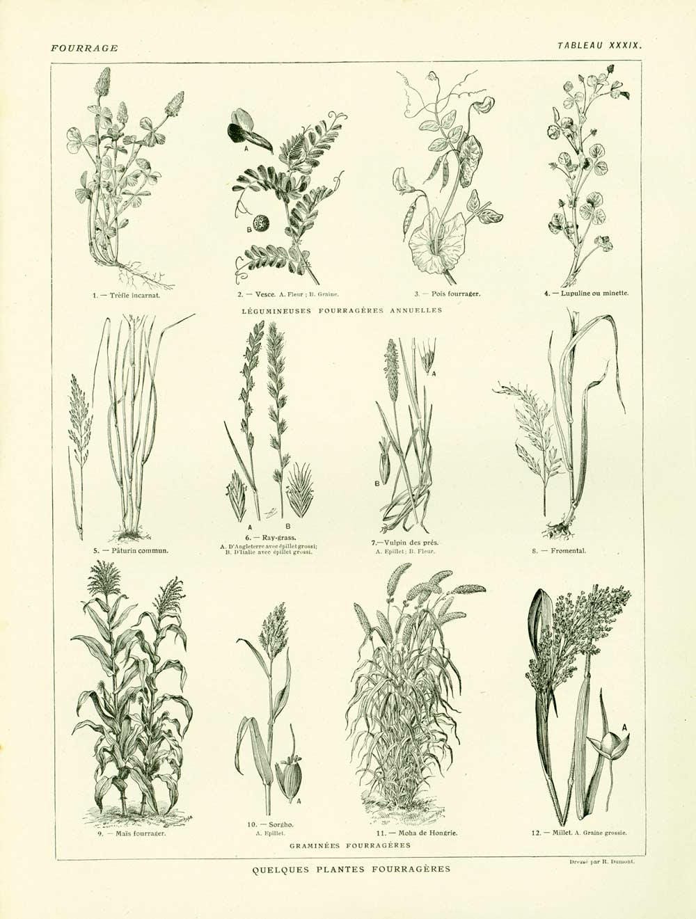 1922 Vielfalt an Futterpflanzen Futter ALTE BOTANISCHE TELLER Illustration  Groformat Larousse - Etsy sterreich
