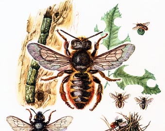 1960 Vintage Bees Print. Apoidae Illustration. Insect. Entomology. Natural History.