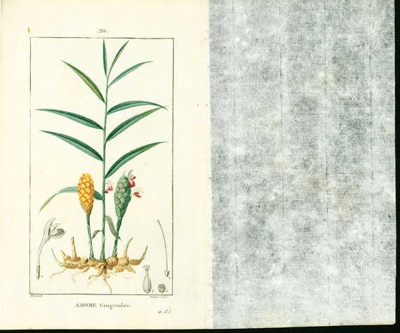 1831 Ginger Root Antique Print Zinziber Officinale Garden Plant