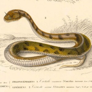 1861 Rattle Snake Antique Engraving, Original Print, Natural History, Victorian zoology, Reptiles wall art, Rattler snake image 5