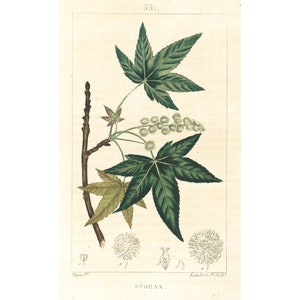 Peut inclure: Une illustration botanique vintage d'une branche d'arbre Storax avec des feuilles vertes et des fleurs blanches. L'illustration est sur un fond crème avec le texte "STORAX" en bas.